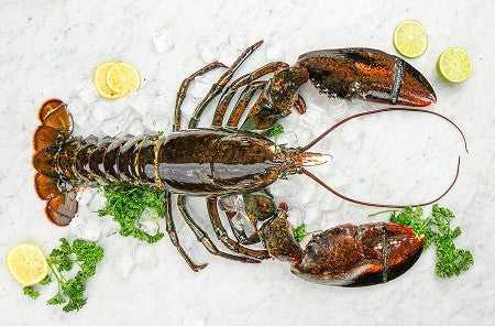 LOBSTERBOYS