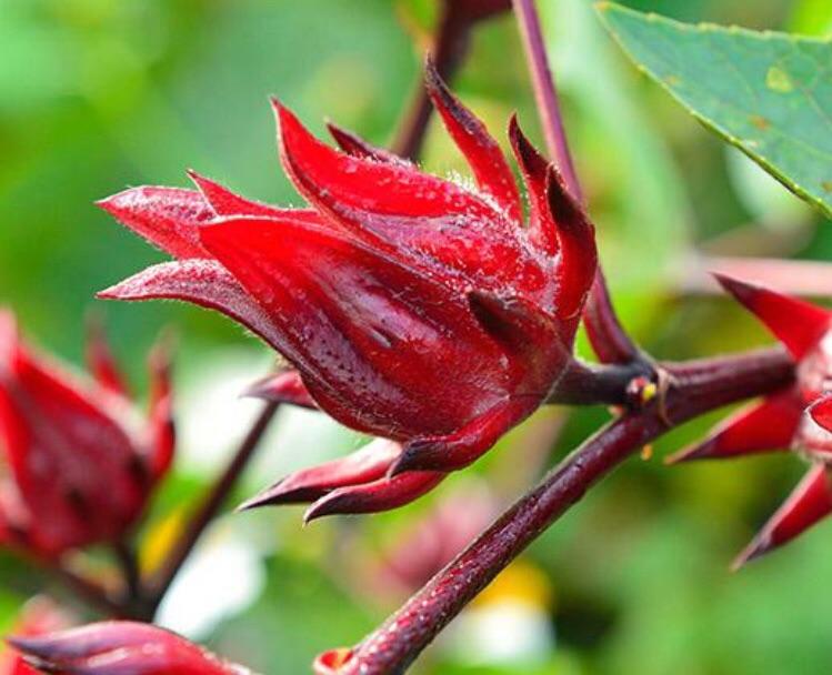 "1 Spicy Mama" SORREL HOT SAUCE 5oz
